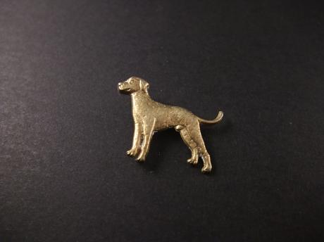 Labrador Retriever, goudkleur